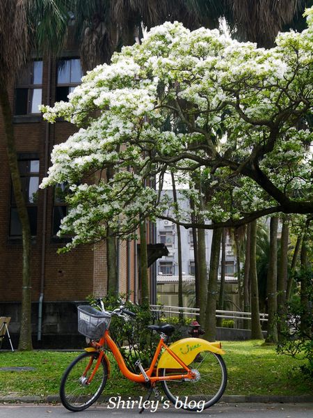 國立台灣大學:台大校園春之雪~流蘇