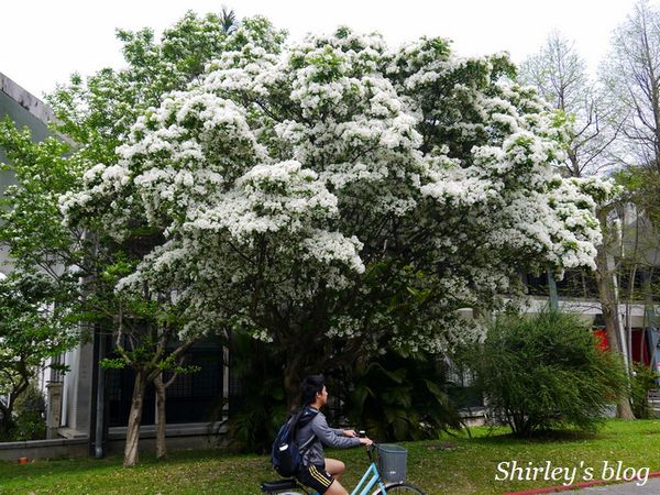 國立台灣大學:台大校園春之雪~流蘇
