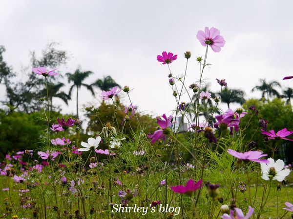 國立台灣大學:台大校園春之雪~流蘇