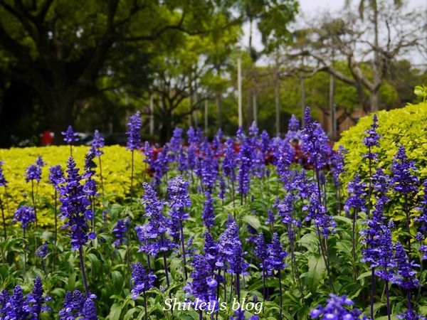 國立台灣大學:台大校園春之雪~流蘇