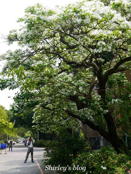 國立台灣大學:台大校園春之雪~流蘇