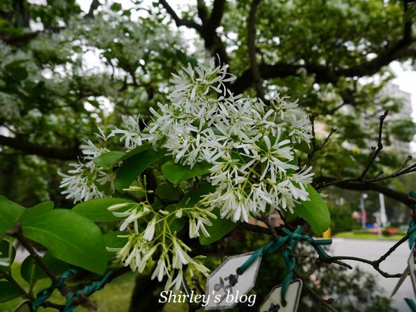 國立台灣大學:台大校園春之雪~流蘇