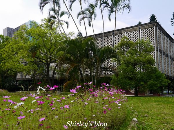 國立台灣大學:台大校園春之雪~流蘇