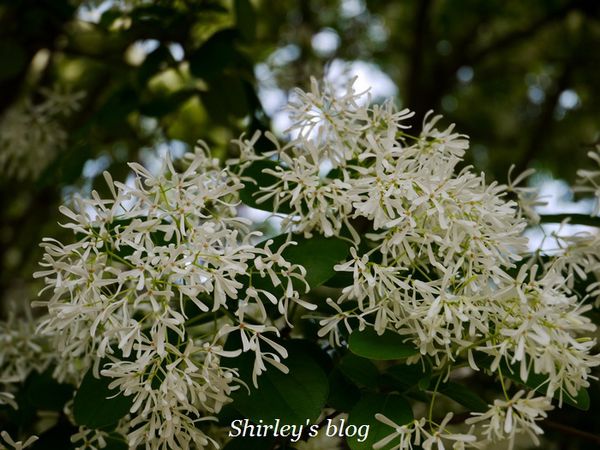 國立台灣大學:台大校園春之雪~流蘇