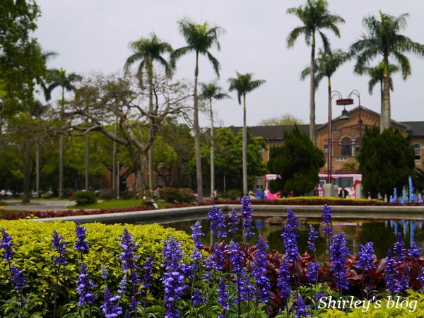 國立台灣大學:台大校園春之雪~流蘇