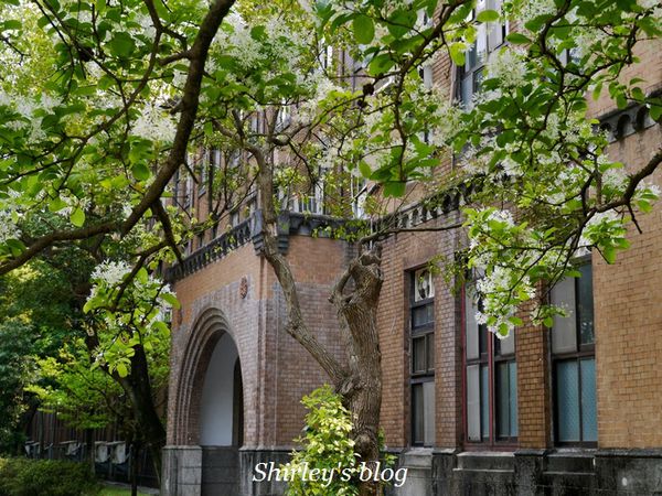 國立台灣大學:台大校園春之雪~流蘇