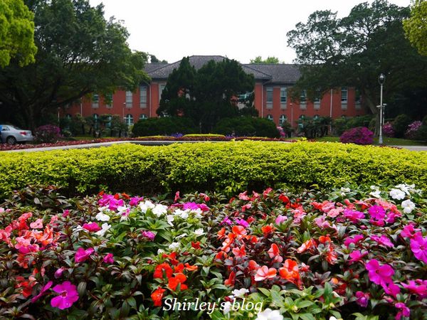 國立台灣大學:台大校園春之雪~流蘇