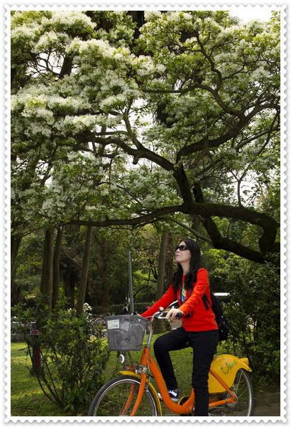 國立台灣大學:台大校園春之雪~流蘇