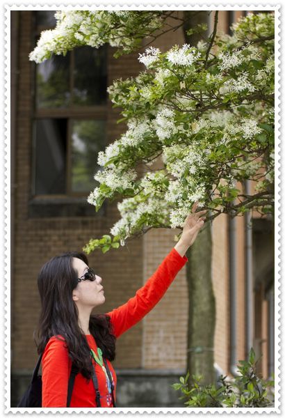 國立台灣大學:台大校園春之雪~流蘇