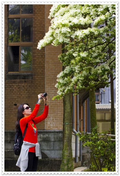 國立台灣大學:台大校園春之雪~流蘇