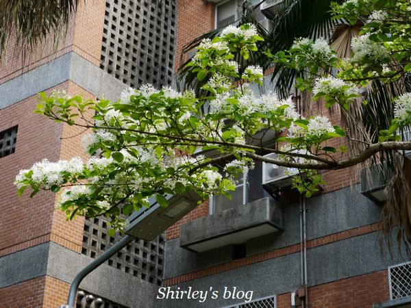 國立台灣大學:台大校園春之雪~流蘇