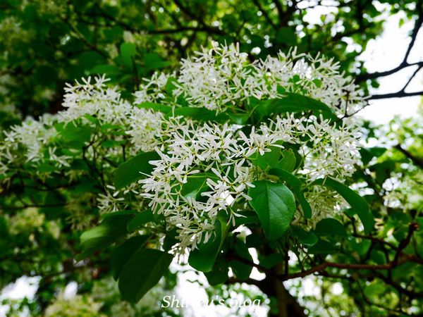 國立台灣大學:台大校園春之雪~流蘇