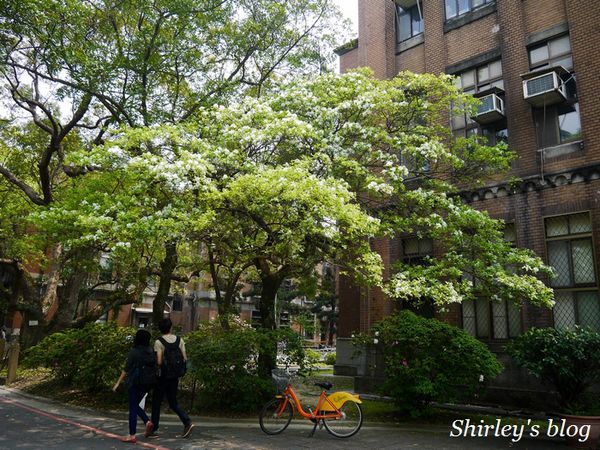 國立台灣大學:台大校園春之雪~流蘇
