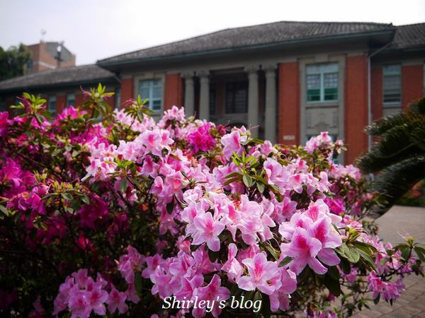 國立台灣大學:台大校園春之雪~流蘇