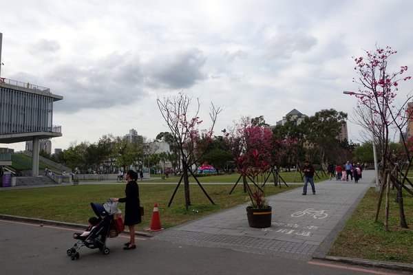 國立臺灣大學:(胖樺遊記)四季如春「台灣大學」校區。杜鵑花季正開始,還可抓到賞櫻末段時光,萬紫千紅的繽紛炫爛適合闔家來訪