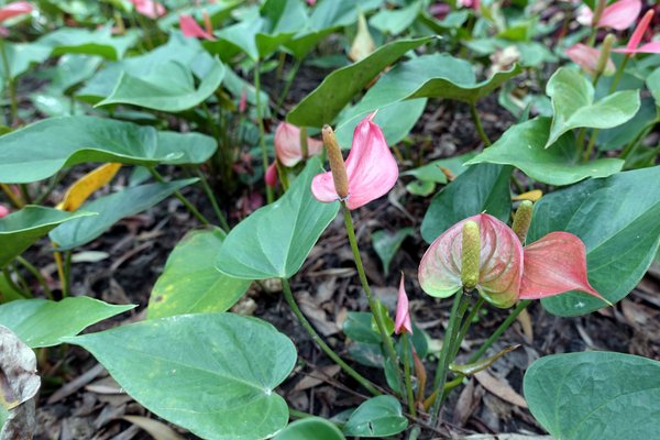 國立臺灣大學:(胖樺遊記)四季如春「台灣大學」校區。杜鵑花季正開始,還可抓到賞櫻末段時光,萬紫千紅的繽紛炫爛適合闔家來訪