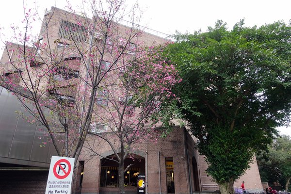 國立臺灣大學:(胖樺遊記)四季如春「台灣大學」校區。杜鵑花季正開始,還可抓到賞櫻末段時光,萬紫千紅的繽紛炫爛適合闔家來訪