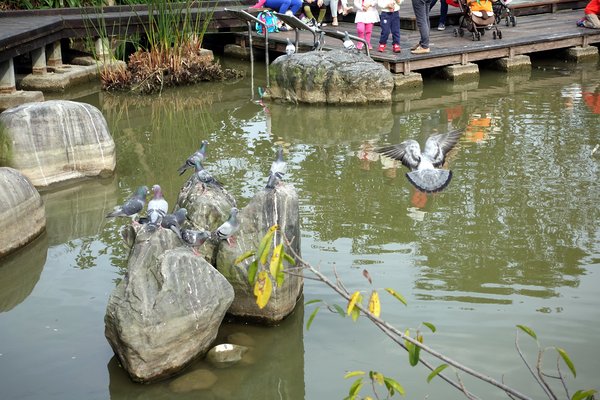 國立臺灣大學:(胖樺遊記)四季如春「台灣大學」校區。杜鵑花季正開始,還可抓到賞櫻末段時光,萬紫千紅的繽紛炫爛適合闔家來訪