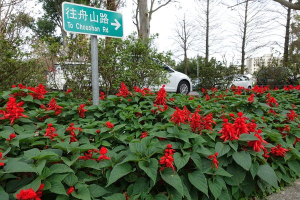 國立臺灣大學:(胖樺遊記)四季如春「台灣大學」校區。杜鵑花季正開始,還可抓到賞櫻末段時光,萬紫千紅的繽紛炫爛適合闔家來訪