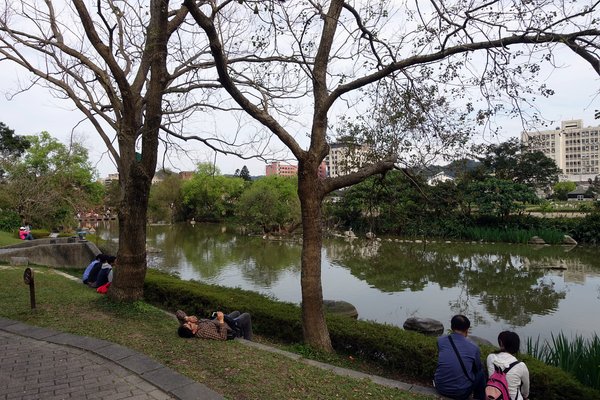 國立臺灣大學:(胖樺遊記)四季如春「台灣大學」校區。杜鵑花季正開始,還可抓到賞櫻末段時光,萬紫千紅的繽紛炫爛適合闔家來訪