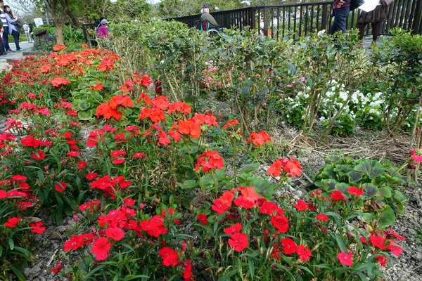國立臺灣大學:(胖樺遊記)四季如春「台灣大學」校區。杜鵑花季正開始,還可抓到賞櫻末段時光,萬紫千紅的繽紛炫爛適合闔家來訪
