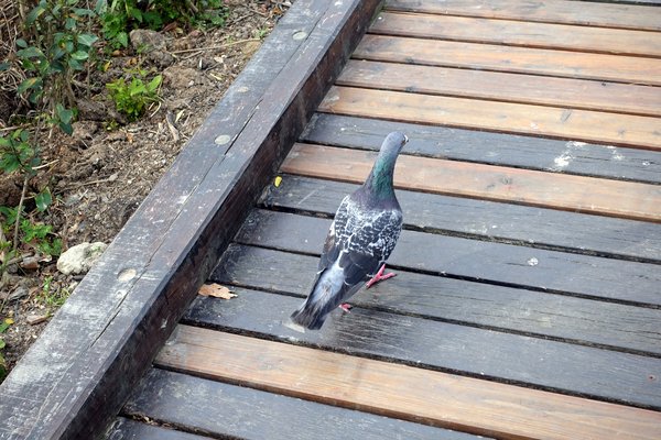 國立臺灣大學:(胖樺遊記)四季如春「台灣大學」校區。杜鵑花季正開始,還可抓到賞櫻末段時光,萬紫千紅的繽紛炫爛適合闔家來訪