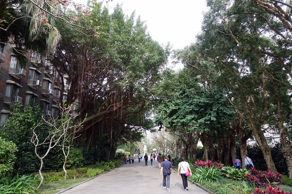 國立臺灣大學:(胖樺遊記)四季如春「台灣大學」校區。杜鵑花季正開始,還可抓到賞櫻末段時光,萬紫千紅的繽紛炫爛適合闔家來訪