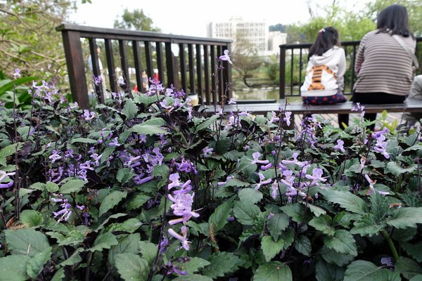 國立臺灣大學:(胖樺遊記)四季如春「台灣大學」校區。杜鵑花季正開始,還可抓到賞櫻末段時光,萬紫千紅的繽紛炫爛適合闔家來訪