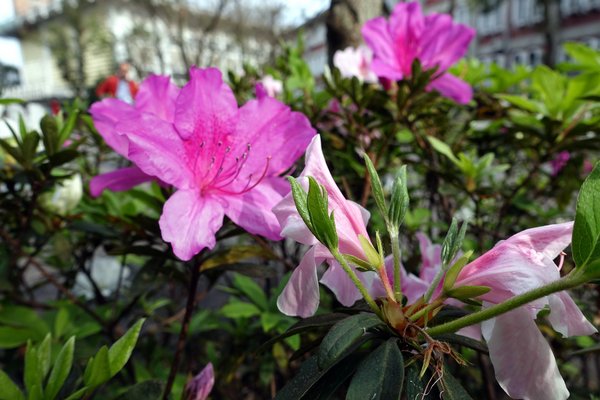 國立臺灣大學:(胖樺遊記)四季如春「台灣大學」校區。杜鵑花季正開始,還可抓到賞櫻末段時光,萬紫千紅的繽紛炫爛適合闔家來訪