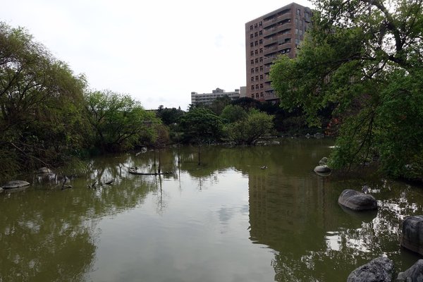 國立臺灣大學:(胖樺遊記)四季如春「台灣大學」校區。杜鵑花季正開始,還可抓到賞櫻末段時光,萬紫千紅的繽紛炫爛適合闔家來訪