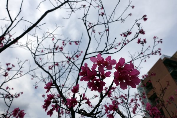 國立臺灣大學:(胖樺遊記)四季如春「台灣大學」校區。杜鵑花季正開始,還可抓到賞櫻末段時光,萬紫千紅的繽紛炫爛適合闔家來訪
