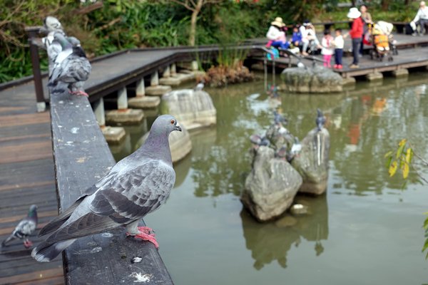 國立臺灣大學:(胖樺遊記)四季如春「台灣大學」校區。杜鵑花季正開始,還可抓到賞櫻末段時光,萬紫千紅的繽紛炫爛適合闔家來訪