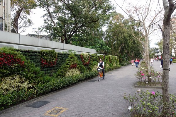 國立臺灣大學:(胖樺遊記)四季如春「台灣大學」校區。杜鵑花季正開始,還可抓到賞櫻末段時光,萬紫千紅的繽紛炫爛適合闔家來訪