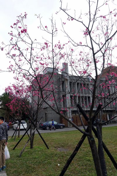 國立臺灣大學:(胖樺遊記)四季如春「台灣大學」校區。杜鵑花季正開始,還可抓到賞櫻末段時光,萬紫千紅的繽紛炫爛適合闔家來訪