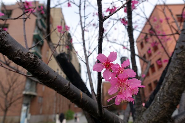 國立臺灣大學:(胖樺遊記)四季如春「台灣大學」校區。杜鵑花季正開始,還可抓到賞櫻末段時光,萬紫千紅的繽紛炫爛適合闔家來訪