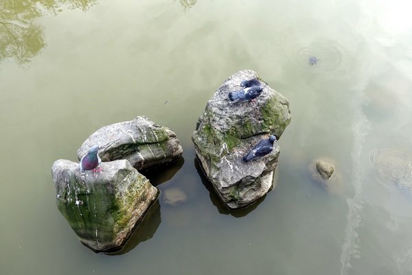 國立臺灣大學:(胖樺遊記)四季如春「台灣大學」校區。杜鵑花季正開始,還可抓到賞櫻末段時光,萬紫千紅的繽紛炫爛適合闔家來訪