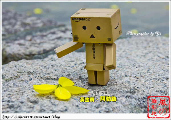 青年公園：[賞花]【板南線西門站】青年公園。黃金雨 の阿勃勒