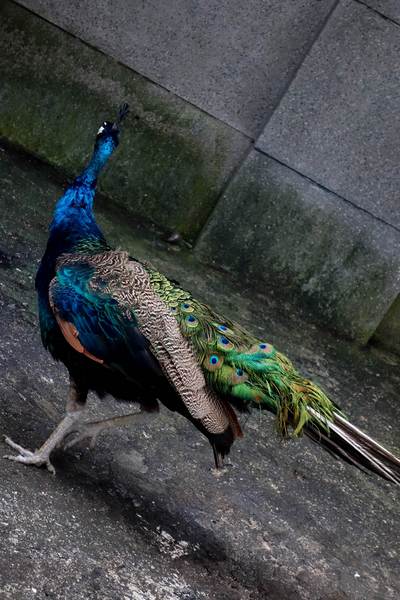 cm20140824___7e725b1680133ca6a6b402ab448