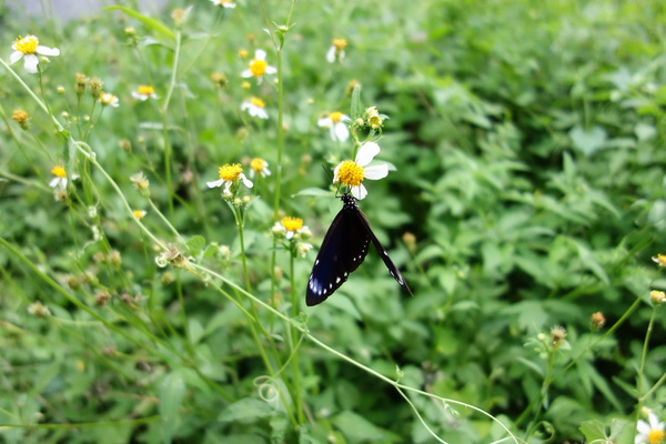 cm20140824___2ab762542e1890d6b7dc9a4f1bb