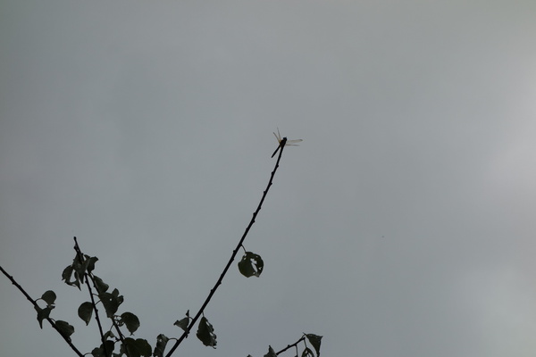 cm20140824___1b2f8a3a1537ea4570c202da634