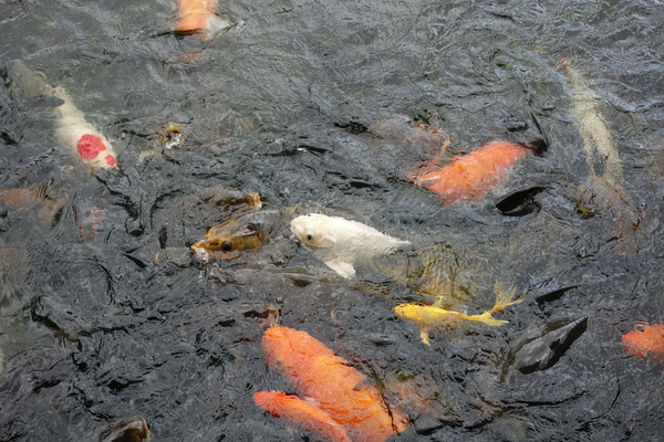 cm20140824___fd729fac68f5f9df4115c536167