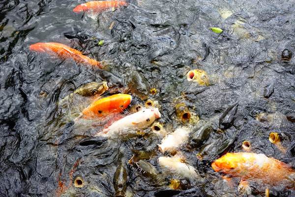 cm20140824___195d3d295f0fe351c8215e9880e