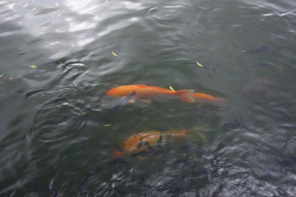 cm20140824___187600efd6d8a9bd14c2e11b62b