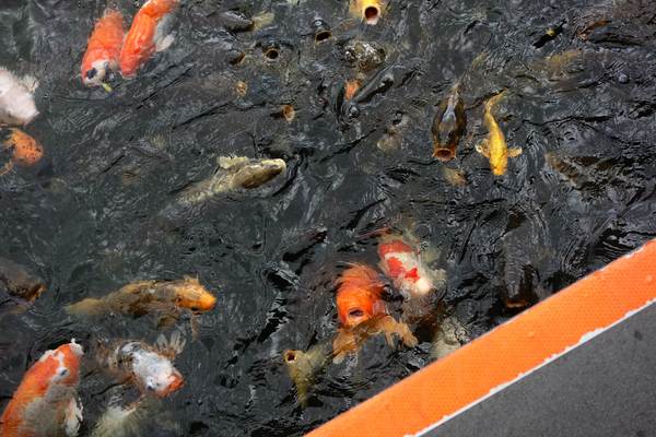 cm20140824___57d40d5916d72774de987129882