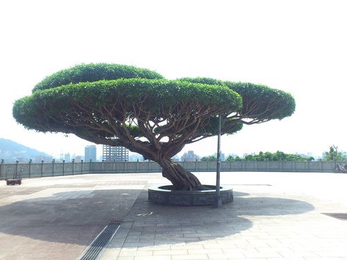 芝山岩:201304102117跟著捷運去踏青之芝山巖惠濟宮