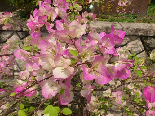 芝山岩:201304102117跟著捷運去踏青之芝山巖惠濟宮