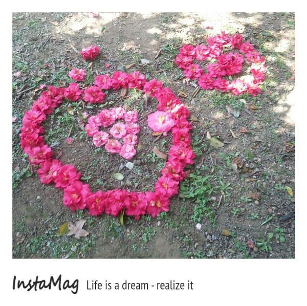 台北市花卉試驗中心：2015陽明山櫻花季花卉試驗中心