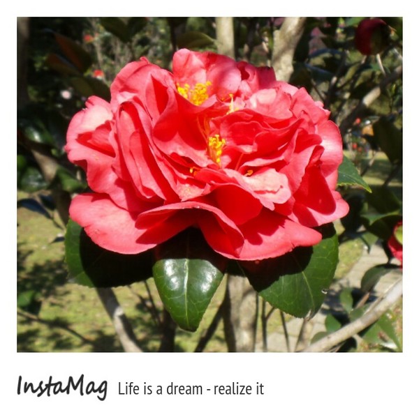 台北市花卉試驗中心：2015陽明山櫻花季花卉試驗中心