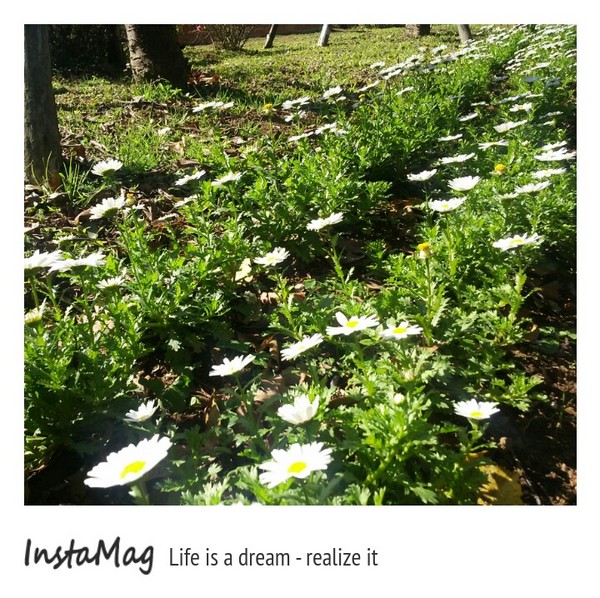 台北市花卉試驗中心：2015陽明山櫻花季花卉試驗中心