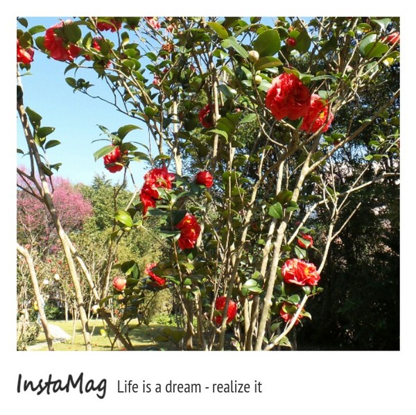 台北市花卉試驗中心：2015陽明山櫻花季花卉試驗中心